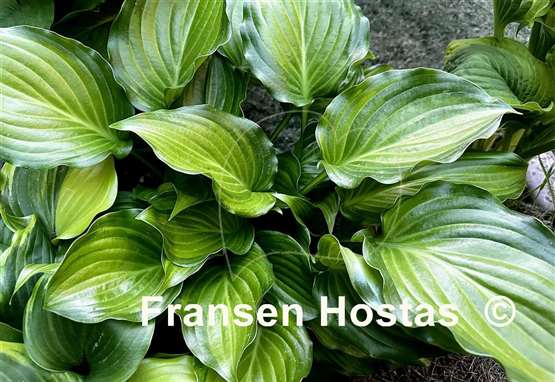 Hosta Invincible Light